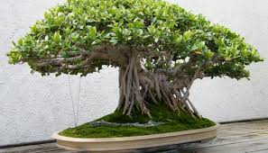 Beringin atau waringin adalah pohon yang banyak tumbuh di indonesia. 9 Tips Ampuh Membuat Bonsai Beringin Terbaik Terlengkap