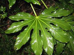 Piante da interno con foglia palmata. Dizionario Botanico