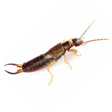 No one likes to have crawling insects around them. Crawling Insects Information Control And Prevention