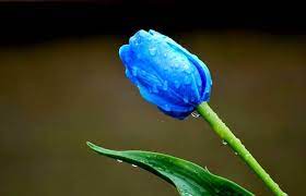 Gunakan gratis untuk komersial & pribadi. Gambar Bunga Tulip Biru Blue Tulips Tulips Fresh Tulips