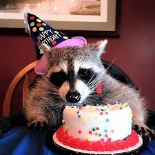 Dis Dat Nogget Birfday In 2020 Cute Raccoon Happy Birthday Animals Raccoon Funny