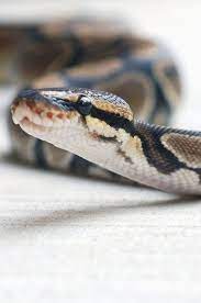 Ball Python Pet Snake Baby Snakes Snake
