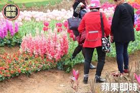 awesome 你爆蘋果報 貓貍影城開幕挨轟 花海園區竟是假的 苗栗 貓貍影城桐花樂園 一月底營運 把在地的客家大院暨桐花公園轉型 融合影視 文創元素 門票每人20 https fjallraven kanken backpack fjallraven kanken kanken backpack