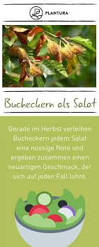 Bucheckern Essen Inhaltstoffe Rezepte Bucheckern Sind Leicht Giftig Konnen Jedoch Geniessbar Gemacht Werden Als Topping Verleihen Sie Bucher Essen Rezepte