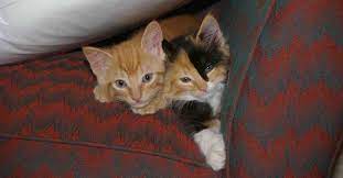 What Percent Of Ginger Cats Are Male Walkerville Vet