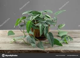 Image result for Epipremnum en casa