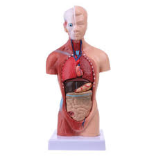 See anatomy torso stock video clips. Human Torso Body Model Anatomy Anatomical Medical Internal Organs For Teaching Shopee Philippines