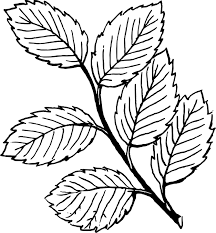 Diunggah pada kamis, 17 januari 2019. Terbaru 30 Gambar Daun Hitam Putih Vector Richa Gambar