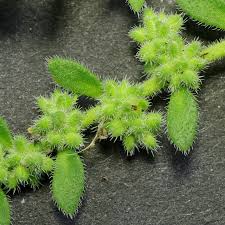 Image result for Vernonia hirsuta