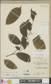 Image result for Carpolobia