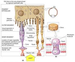 Associate Degree Nursing Physiology Review Physiology Human Anatomy And Physiology Eye Anatomy