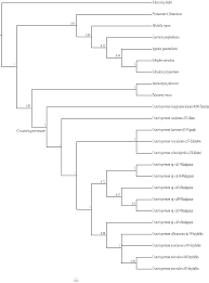 Image result for Craterispermum schweinfurthii