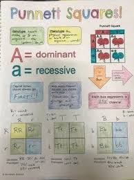 A Helpful Introduction Or Review For The Basics Of Punnett Squares And Alleles Appropriate For Any Level Of Bi Biology Lessons Biology Classroom Science Notes