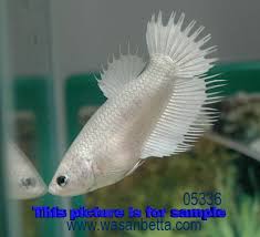 Berikut adalah tips cara ampuh mempercepat mutasi warna pada ikan cupang yang saya ambil dan pelajari dari. Ikan Laga Cerita Kita