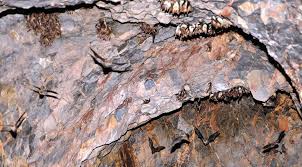 Yarasa İçin Yapay Mağara Tavanı