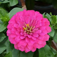 Holi Pink Zinnia National Garden Bureau Plants Zinnias Flowers