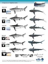 Pin On Sharks