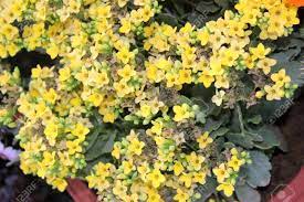 Buy succulents online at bestseedsonline.com. Kalanchoe Blossfeldiana Yellow Ornamental Potted Plant With Stock Photo Picture And Royalty Free Image Image 50170999