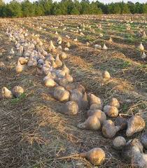 Cao De Pequeno Porte De Origem Mexicana Cabaca Cultivo A Arte Cabaca Cultivo Jardinagem
