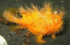 1‑patient 4‑athletic 2‑daring 3‑curious 5‑determined. 20 Funny Photos Of Animal With Long Hair Design Swan