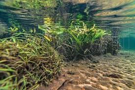 • as 20 mais rio negro & solimões. 60 Biotope Ideen Unterwasser Aquarium Unterwasser Fotografie