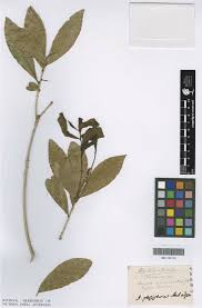 Image result for Rinorea angustifolia