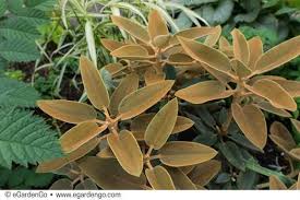 Rhododendron Pachysanthum Common Name Rhododendron Species Egardengo Rhododendron Evergreen Shrubs Dwarf Plants