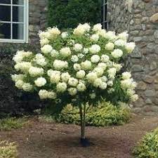 Most of flowering trees in the temperate areas have peak blooming in the spring. 42 Small Zone 7 Trees Ideas Plants Spring Plants Tree