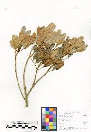 Image result for Haplocoelum inoploeum