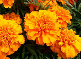 Maybe you would like to learn more about one of these? Wallpaper Oranye Bunga Marigold Hd Unduh Gratis Wallpaperbetter