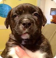 German shepherd puppies for adoption in missouri. St Louis Mo German Shepherd Dog Meet Sadie A Pet For Adoption