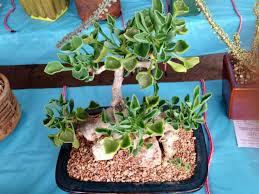 Image result for Senecio oxyriifolius