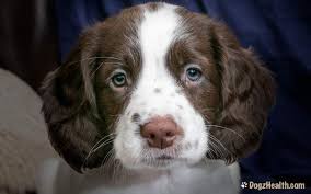 The face, pinnae (outer part of the ear), and salivary lymph nodes are the most common sites to be affected. Puppy Strangles Juvenile Pyoderma Symptoms Causes And Treatment