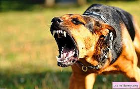 Ini juga bisa berarti pengkhianatan teman. Mengapa Impian Anjing Marah Apa Yang Dikatakan Buku Impian Popular Apa Yang Diharapkan Jika Anjing Marah Bermimpi Astro