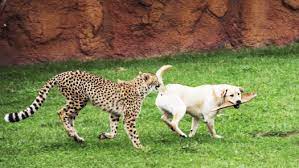 When he and a group of zookeepers come nonton film bioskop, dunia21, filmbagoes ini sebagai tempat nonton movie paling nyaman. Nonton Secrets Of The Zoo Season 1 Episode 4 Rhino Mite Di Disney Hotstar
