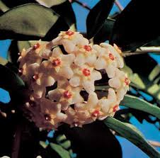 Image result for Apocynaceae subfamilies Asclepiadoideae and Secamonoideae