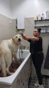 Josephine Hundesalon