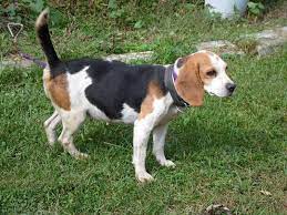 Adopt Joy Sue On Petfinder Foxhound Dog Foxhound Puppy American Foxhound