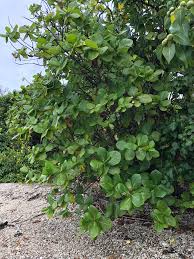 Image result for Guettarda