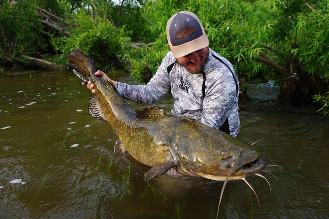 Flathead Catfish | Virginia DWR