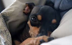 Minyatur Pinscher Kopek Cinsi Ve Ozellikleri Ajanimo