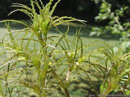 Image result for Najas graminea