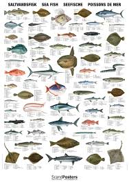 Saltwater Fish Chart Saltvandsfisk Seefische In 2020 Plakat Fischarten Kunst Poster