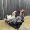 Here's a few of the differences in chicken the rooster has a bigger and brighter comb than hens. Https Encrypted Tbn0 Gstatic Com Images Q Tbn And9gcrf3sjptc Wuypk Xy77yrpei9rzzgepq4zkvw2iltnv9lrqapy Usqp Cau