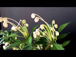 Image result for Clerodendrum incisum