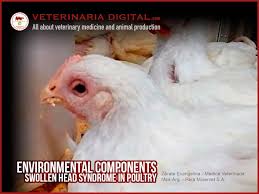 One of our 1 year old hens has a bare and maybe swollen fluff area. Environmental Components And Swollen Head Syndrome In Poultry Veterinaria Digital