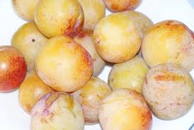 Résultat de recherche d'images pour "early transparent gage"