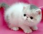 Pre-Loved Persian Kittens For Sale Doll Face Persian ...