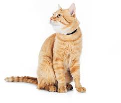 Our pets are part of our family and so if your pet has been injured and it is late at night you might be wondering is there a 24 hour vet near me? depending on where you live you might find. Contact Us Johnston Animal Hospital Llc