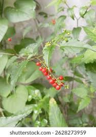 Image result for Petiveriaceae